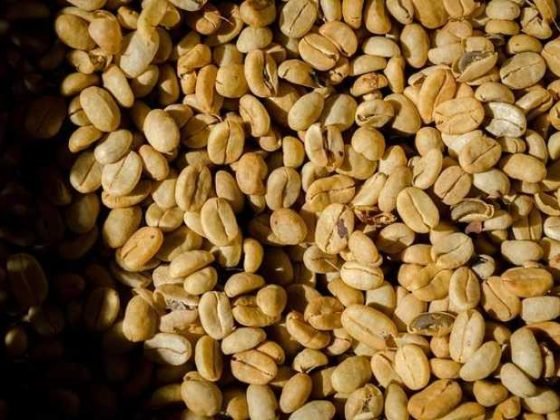 Coffee Beans 101: Discover Your Perfect Brew Match!